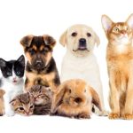 4Pets.app: Encontre Seu Amigo Peludo