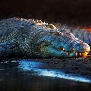 Os 10 maiores e mortais predadores do reino animal