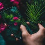 Os Melhores Aplicativos para Identificar Plantas no Celular